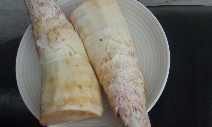 Mẹ mải thái măng rừng, bé 9 tháng tuổi ngộ độc cấp cứu