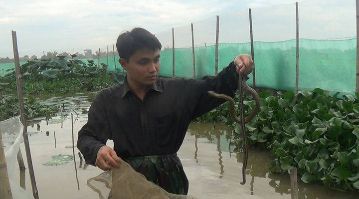 Hà Nội: Cận cảnh hàng nghìn con rắn mòng bơi dưới ao