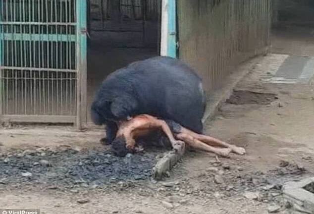 Dại dột trêu đùa, người đàn ông bị gấu dữ kéo vào chuồng đánh bất tỉnh