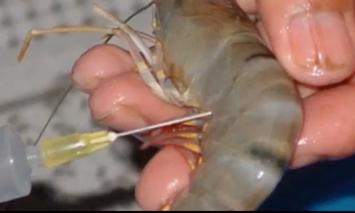 Tôm bơm tạp chất nhan nhản chợ đầu mối: Rùng mình lời thú nhận của gian thương