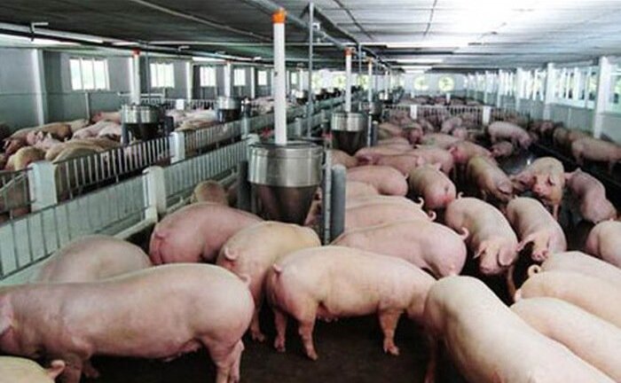 Từ 1/1/2018, thực phẩm ‘bẩn’ khâu chăn nuôi ở Việt Nam sẽ hết ‘đất sống’