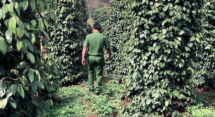 Giả chữ ký chiếm đoạt tài sản, cán bộ huyện nhiệt tình giúp sức