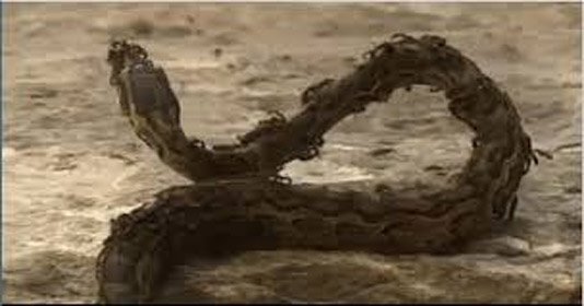 Video: Đàn kiến lửa hung hãn cắn chết trăn xâm nhập lãnh thổ