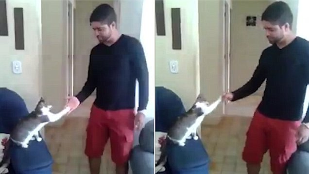 Phì cười clip mèo đập tay cực ăn ý với chủ