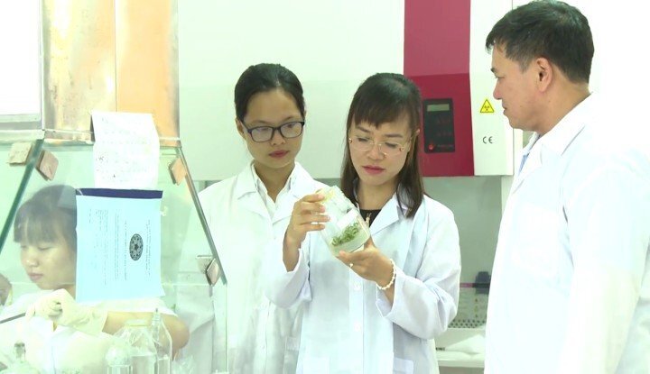 Cốm dinh dưỡng chùm ngây 100%: Giấc mơ vì sức khỏe Việt