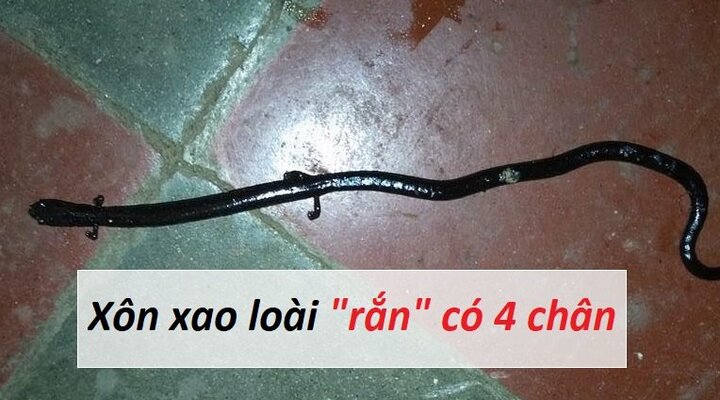 Video: Kỳ lạ loài 'rắn' có 4 chân giá bạc triệu được dân mạng ráo riết săn lùng