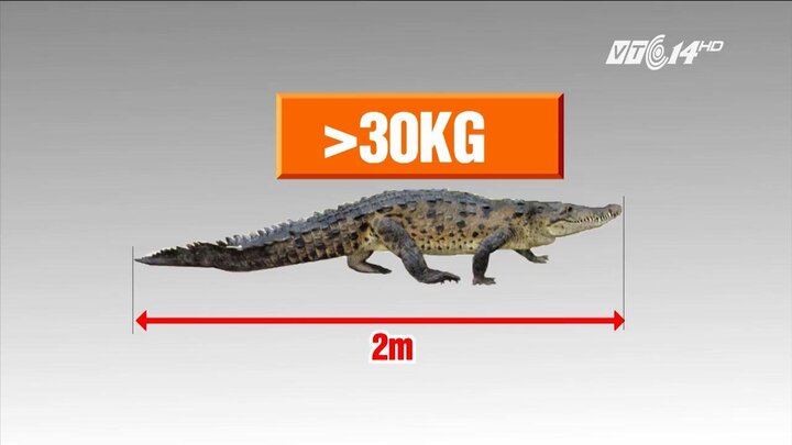 Bắt được cá sấu nặng 30kg trên sông ở Hà Nội: Thông tin mới bất ngờ