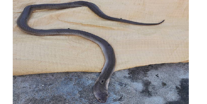 Người đàn ông thiệt mạng khi làm thịt rắn hổ mang