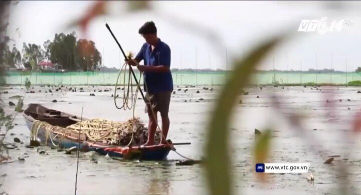 Câu ếch đồng, trồng bông súng, dân Đồng Tháp kiếm bộn tiền mùa nước nổi