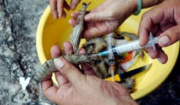 Đà Nẵng: Xử phạt tiểu thương bơm tạp chất tăng trọng vào tôm sú