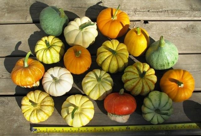 Điểm danh các loại củ quả tí hon siêu bắt mắt, rất dễ trồng