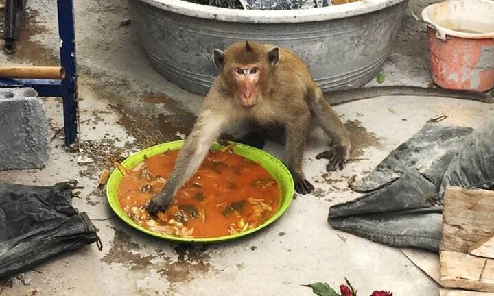 Hải quân Thái Lan tung vũ khí bí mật chống đám khỉ đạo tặc