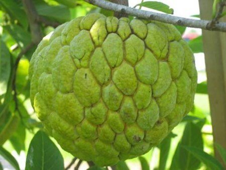 Na Lạng Sơn được mùa, nhiều quả 'khủng' nặng gần 2kg