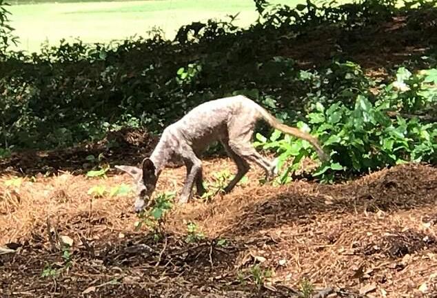 Phát hiện sinh vật bí ẩn, nghi là quỷ hút máu trong truyền thuyết ở Mỹ