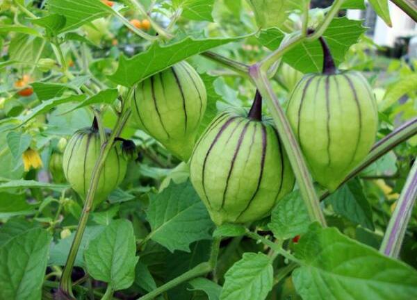 Thế giới ào ào săn cây dại bờ rào Việt Nam như 'thần dược'