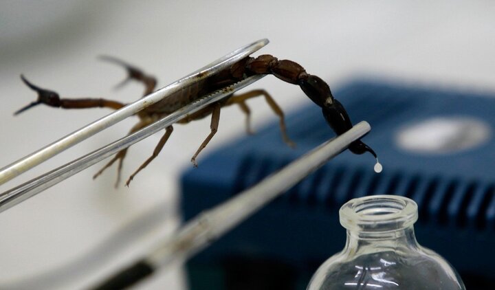 Phát minh máy vắt nọc bọ cạp để nghiên cứu chữa ung thư, sốt rét