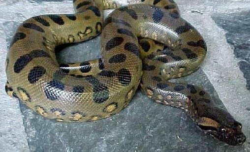 Video: Hoảng hồn phát hiện trăn khổng lồ sống cùng nhà trong nhiều năm