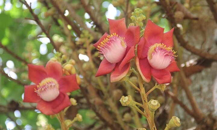 Ảnh: Hoa vô ưu đỏ rực trước cửa chùa Thiên Mụ khiến du khách đắm say