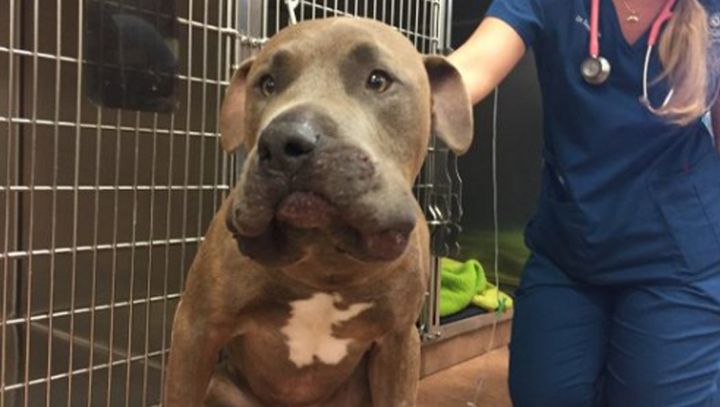 Chó Pitbull liều mình giết rắn độc, bảo vệ 2 em nhỏ