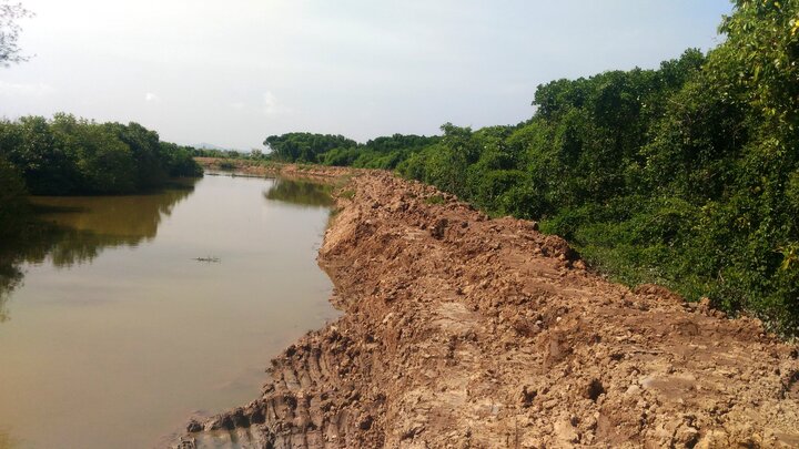Tàn phá cả cánh rừng ngập mặn xanh ngút ngàn để nuôi tôm