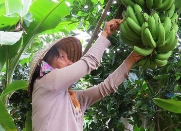 Thương lái Trung Quốc ngừng thu mua, người trồng chuối điêu đứng