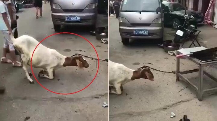 Xôn xao clip dê mẹ mang thai quỳ gối xin tha mạng cho con