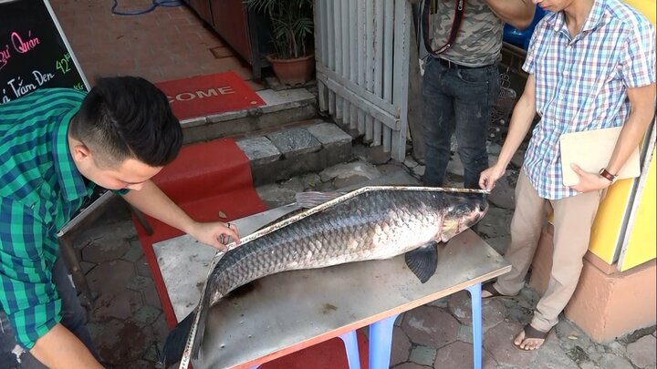 Video: Cận cảnh cá trắm 'khủng' nặng 42kg vừa sa lưới ngư dân Yên Bái