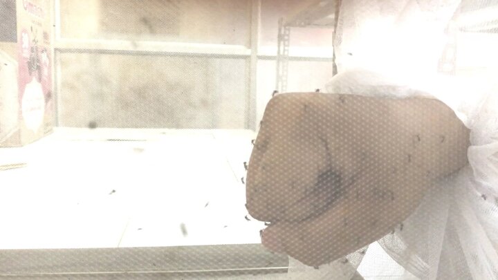 Video: Rùng mình cảnh thò tay cho hàng vạn con muỗi đốt hút máu