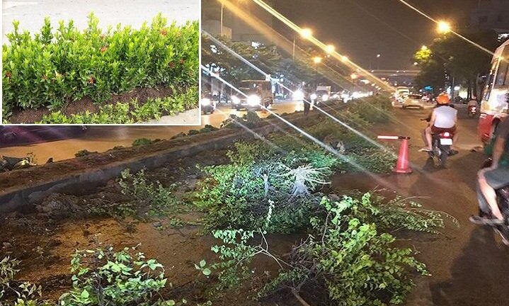 Nhổ bỏ hàng loạt cây xanh trên dải phân cách: Chủ tịch quận ở Hà Nội nói gì?