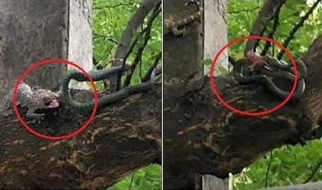 Tắc kè hiệp lực tấn công, cứu bạn từ trong bụng rắn ngoạn mục