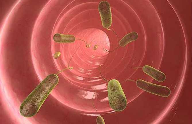 Phát hiện khoa học bất ngờ: Loài ký sinh trùng trong ruột giúp giảm cân