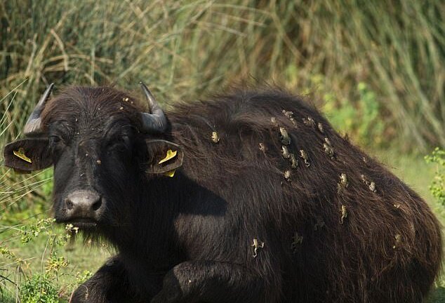 Kỳ thú: Ếch đua nhau sống trên lưng trâu ở Thổ Nhĩ Kỳ