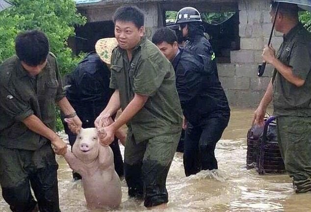 Biểu cảm của lợn được cứu khỏi chuồng ngập nước gây bão mạng