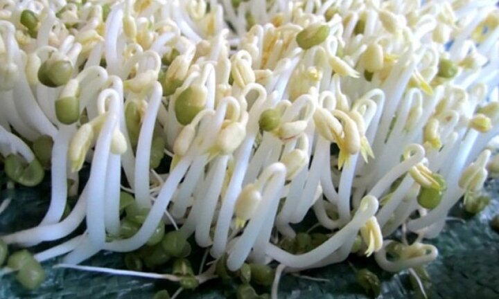 Ủ giá sạch bằng lu, chàng trai trẻ kiếm tiền triệu mỗi ngày