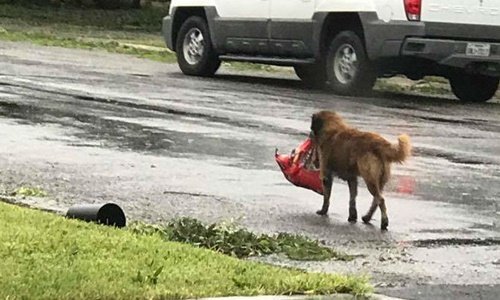 Xôn xao chú chó 'tiên tri' siêu bão Harvey sẽ càn quét nước Mỹ