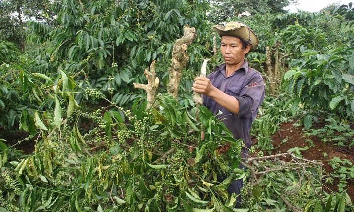 Chủ vườn phẫn uất vì 300 cây cà phê sắp thu hoạch bị côn đồ nhổ gốc, chém gục