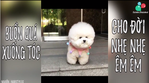 Tan chảy trước vẻ dễ thương của chú cún sau khi 'xuống tóc'