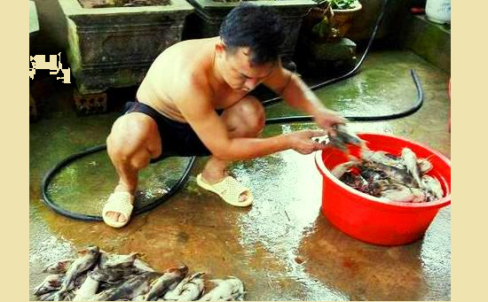 Cá lồng bè chết hàng loạt trên thượng nguồn sông Lam