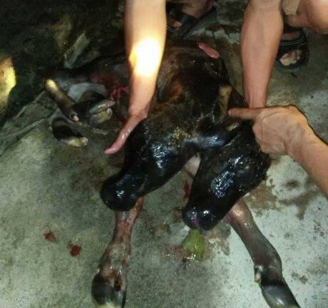 Kỳ lạ bò đẻ ra bê 2 đầu ở Nghệ An