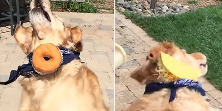 Chú chó hậu đậu nhất quả đất, chưa bao giờ bắt nổi đồ ăn