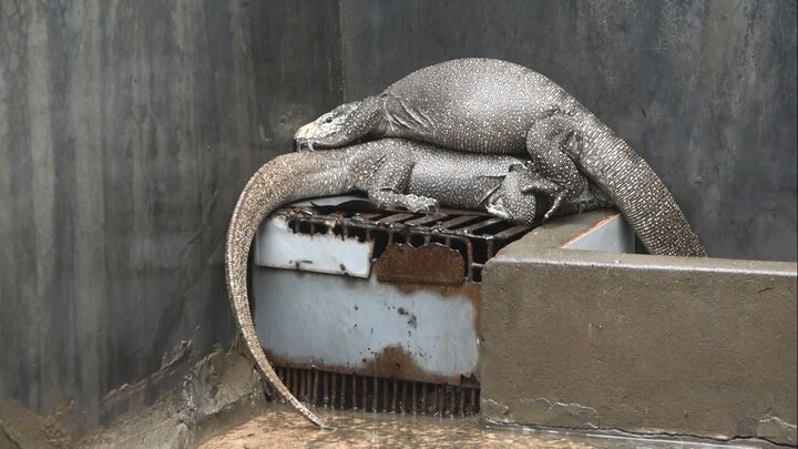 Mục sở thị trang trại kỳ đà cho nửa tỷ đồng/năm của lão nông ở Thái Bình