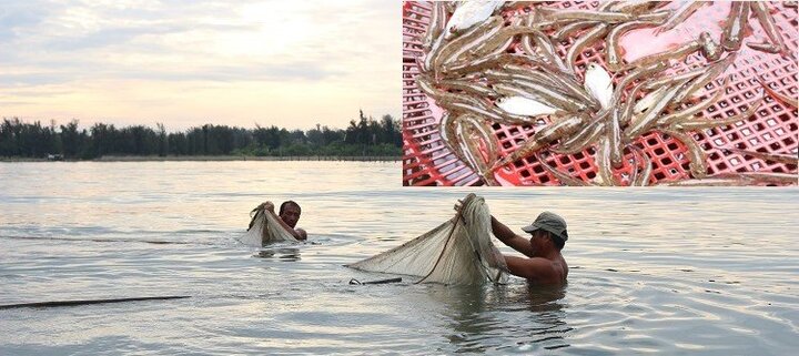 Ly kỳ nghề đi tủ ngâm mình dưới nước ‘săn’ loài cá tiến vua ngon nức tiếng