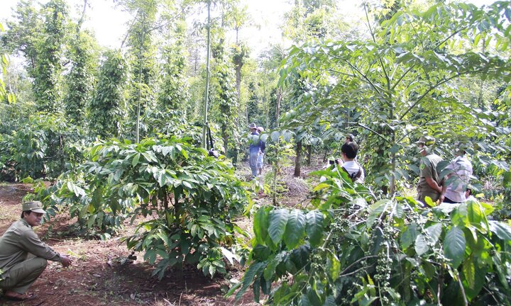 Nghi vấn người đàn ông tự tử trong rẫy do mâu thuẫn với vợ