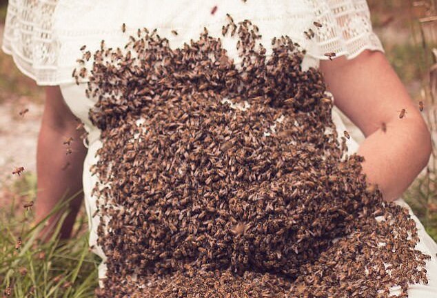 Rùng mình khi thấy mẹ bầu chụp ảnh cùng hàng ngàn con ong bu quanh bụng