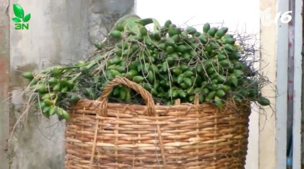 Đến hẹn lại lên, thương lái Trung Quốc ồ ạt thu mua cau non ở Khánh Hòa