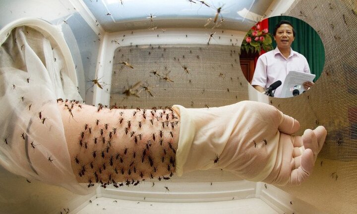 Thả muỗi vằn mang Wolbachia để diệt dịch sốt xuất huyết: Lãnh đạo Sở Y tế Hà Nội nói gì?