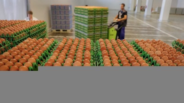 Trứng nhiễm độc gây ảnh hưởng cho 40 quốc gia ở Châu Âu