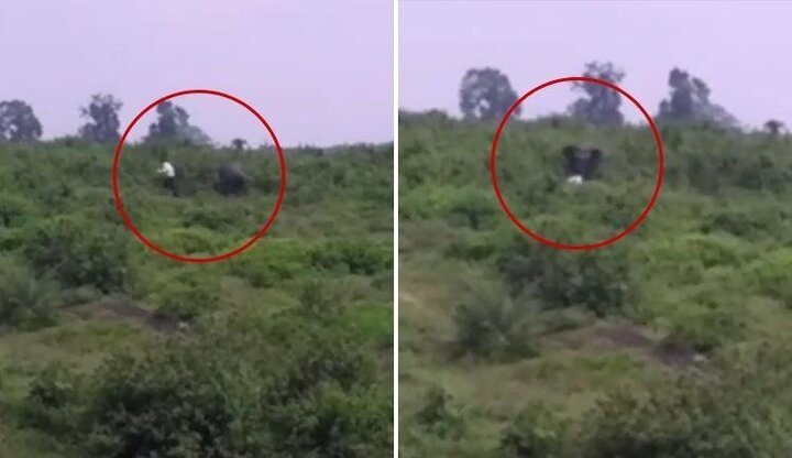 Liều lĩnh lại gần chụp ảnh tự sướng, 'ma men' bị voi rừng giẫm chết