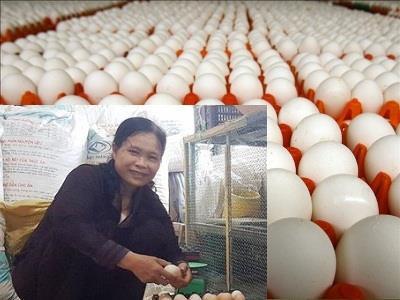 Cô giáo cho gà nghe nhạc kích đẻ trứng, thu nhập hàng chục triệu đồng mỗi tháng