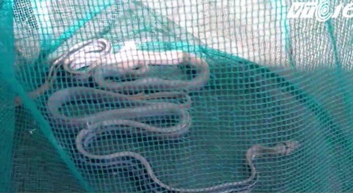 Rùng mình lạc vào lãnh địa chợ rắn miền Tây